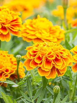 Socorro Flores Garcia